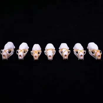 10ШТ Норковых черепов, коллекция образцов животных, Исследовательская экспозиция, Украшение